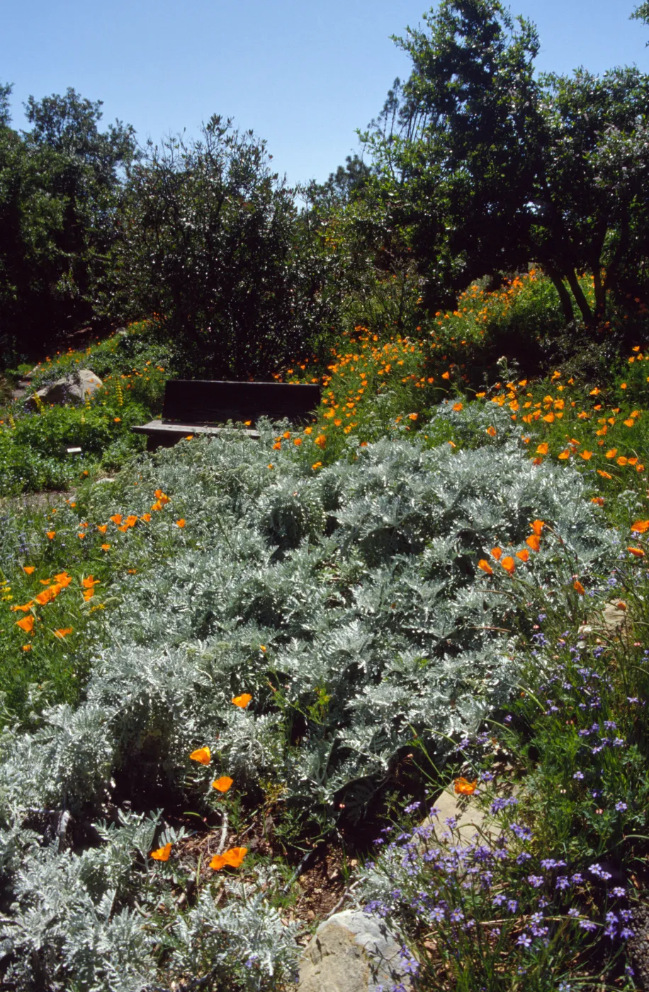 wood bench nestled among the wildflowers along Porter Trail