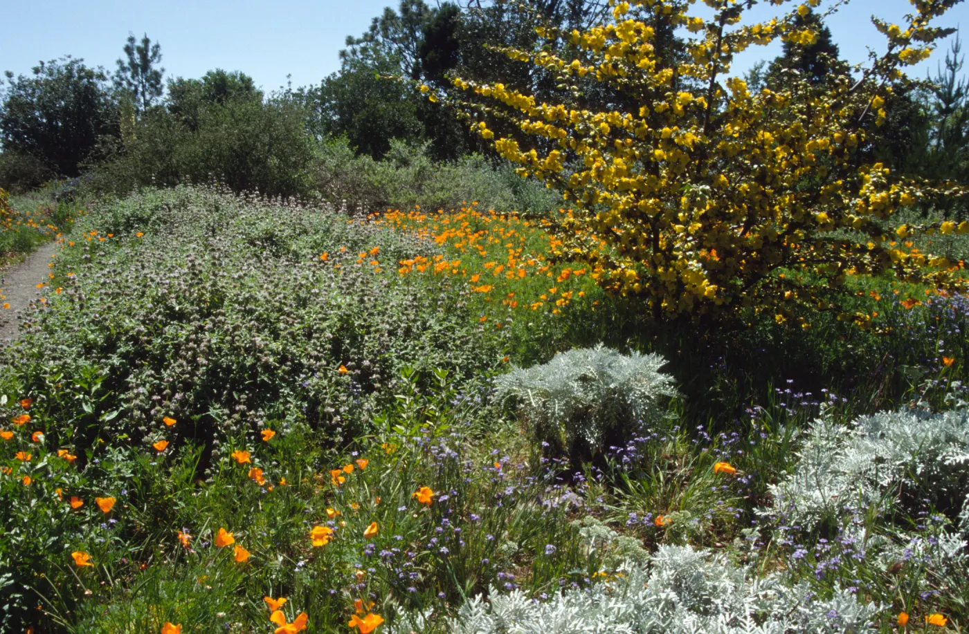 Wildflowers along Porter Trail