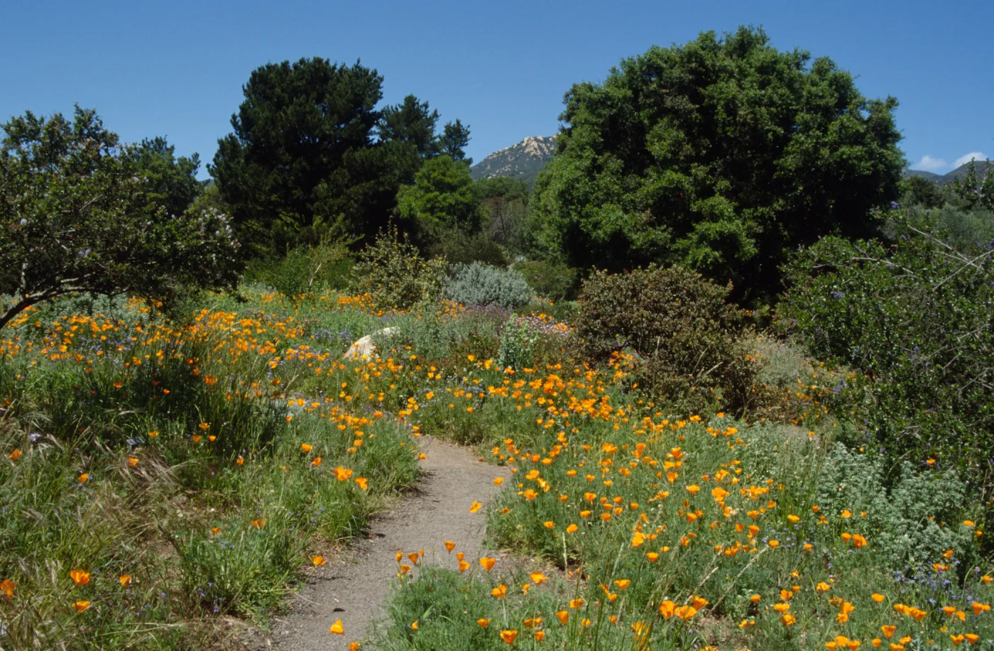 Wildflowers along Porter Trail