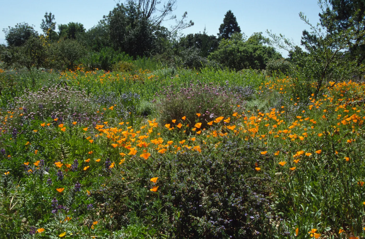 Wildflowers along Porter Trail