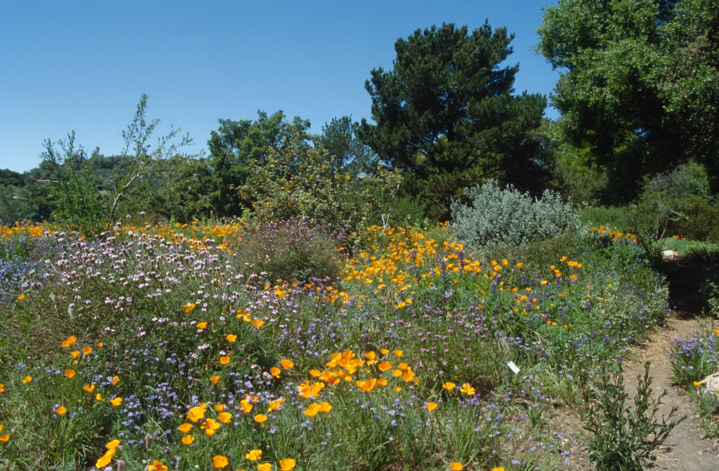 Wildflowers along Porter Trail