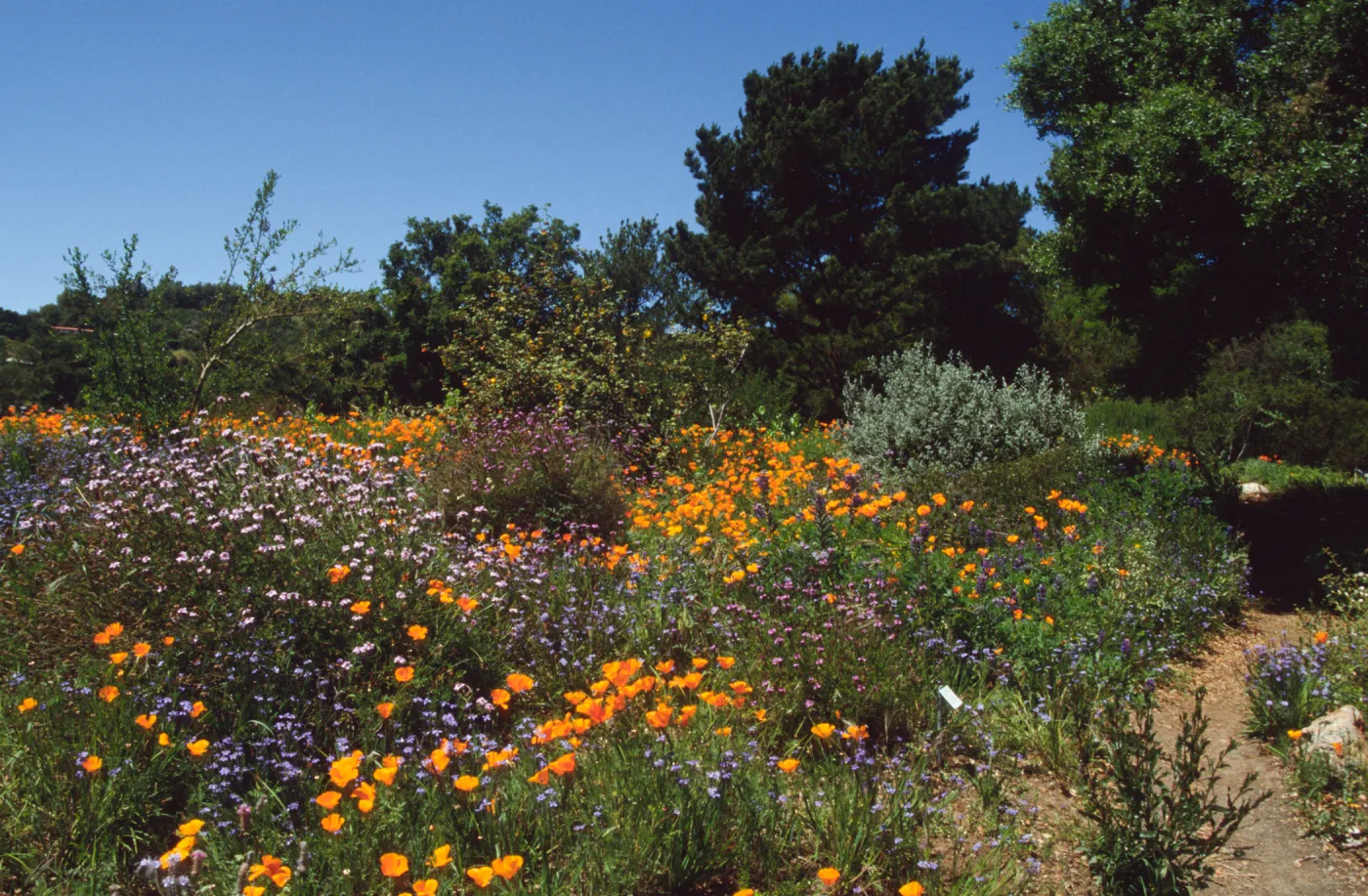 Wildflowers along Porter Trail
