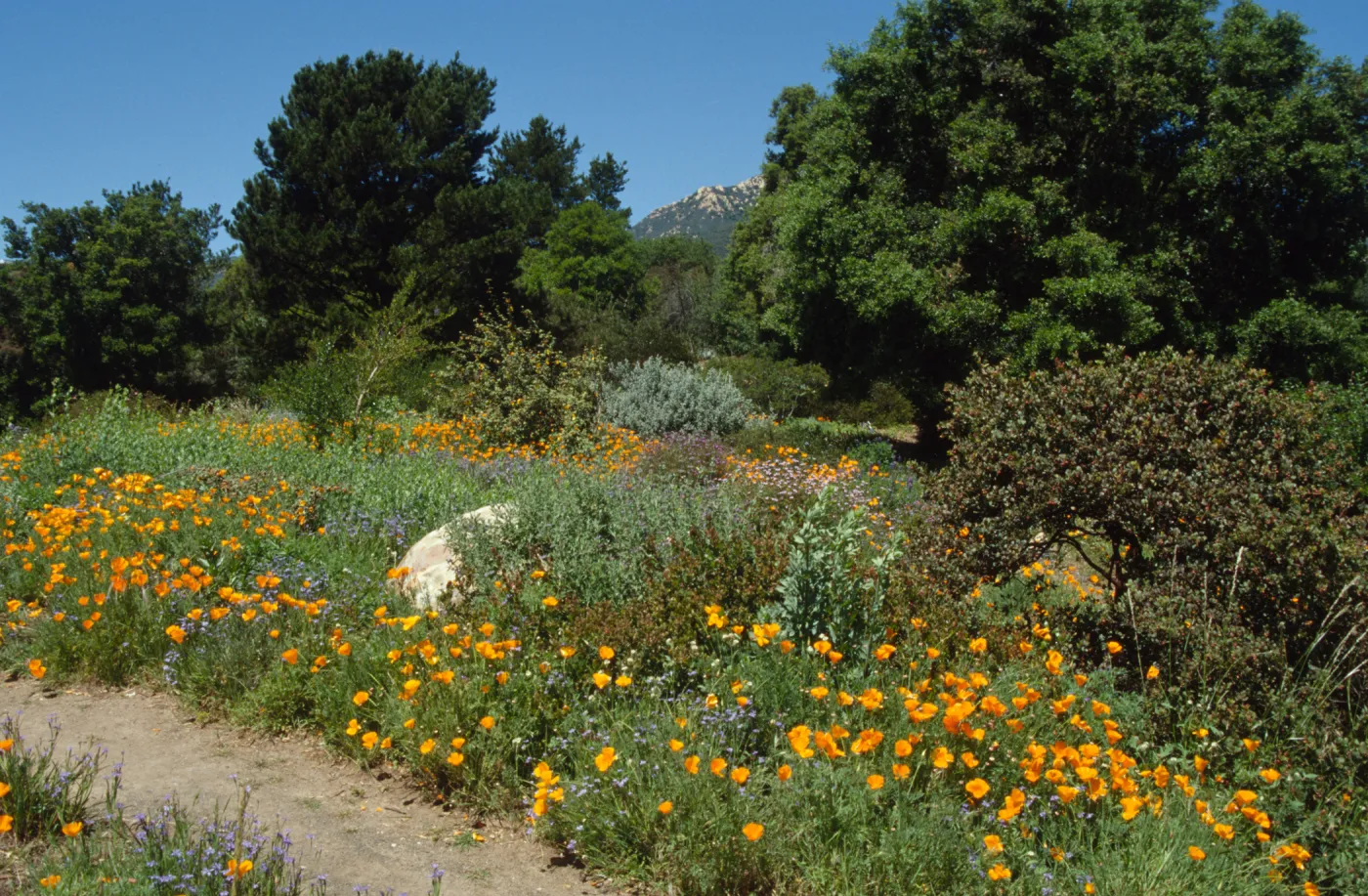 Wildflowers along Porter Trail