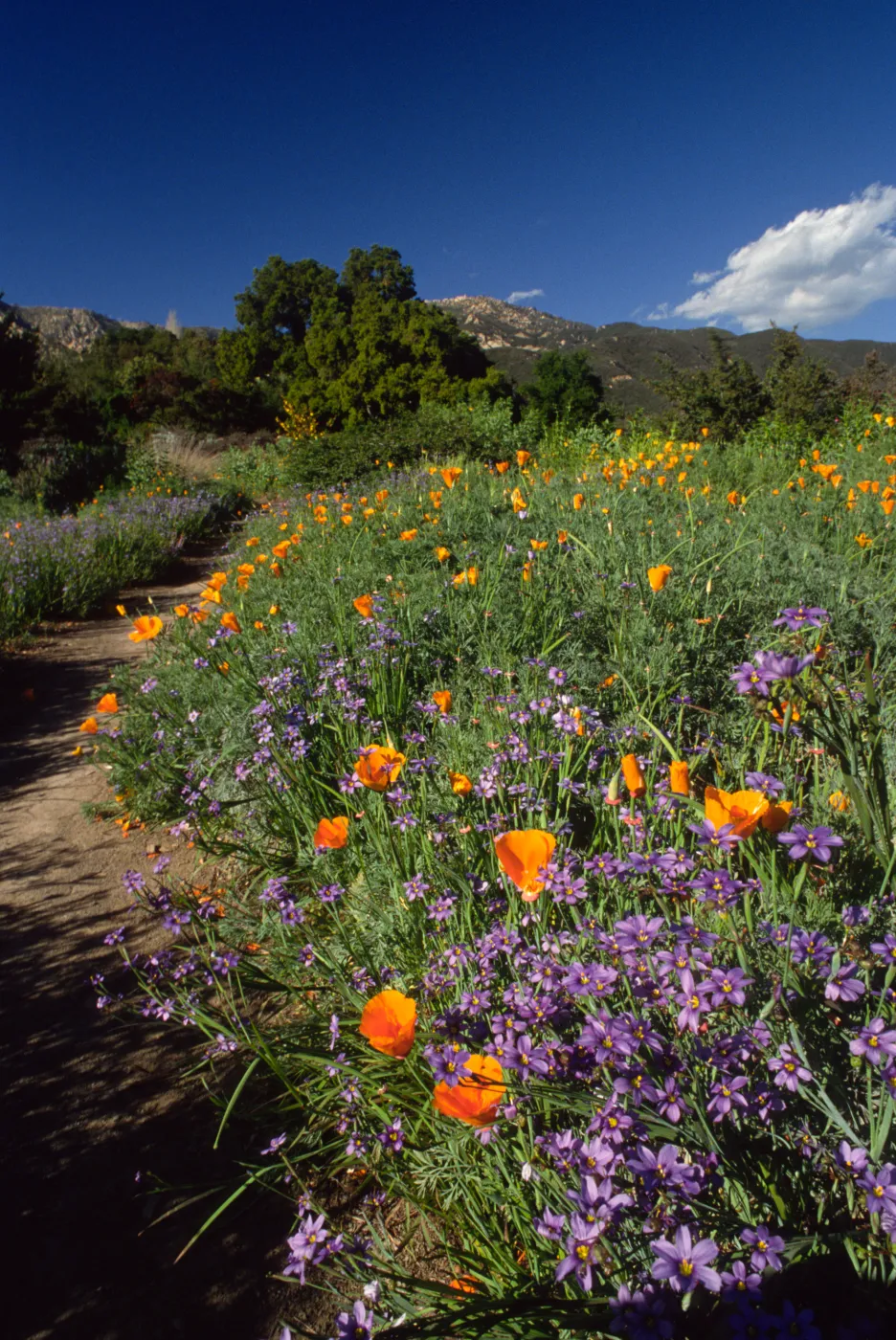 Wildflowers along Porter Trail