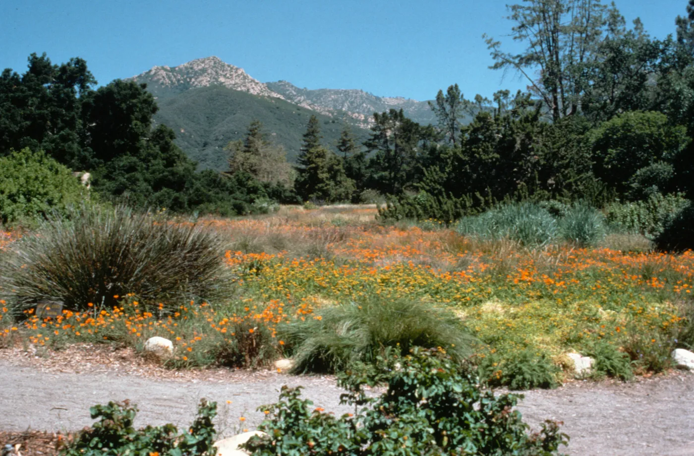Wildflowers in the Meadow, view to La Cumbre Peak
