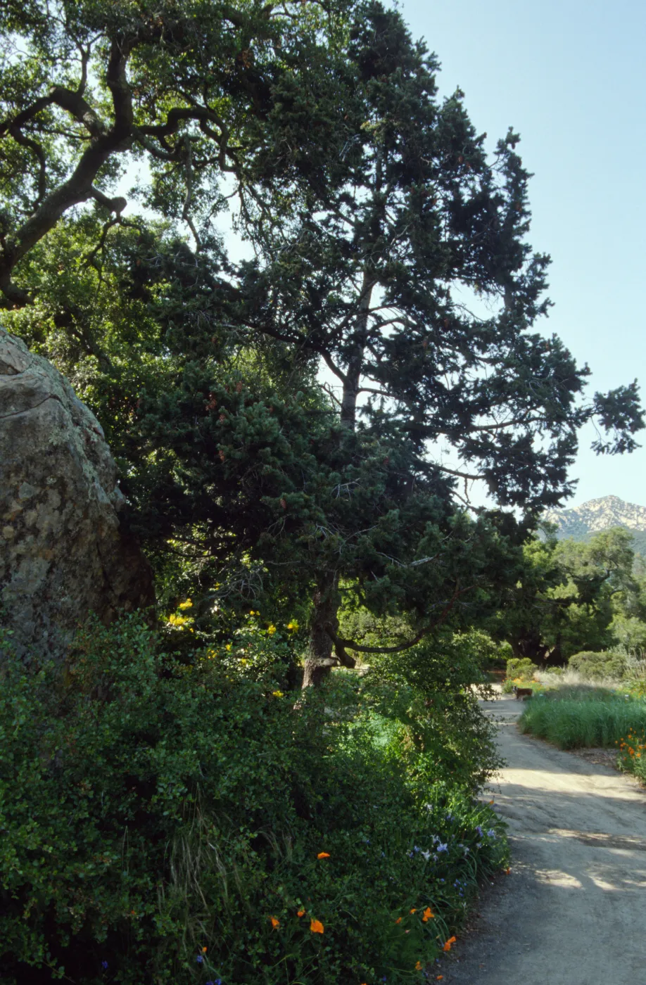 Blaksley Boulder, eastern edge of the Meadow