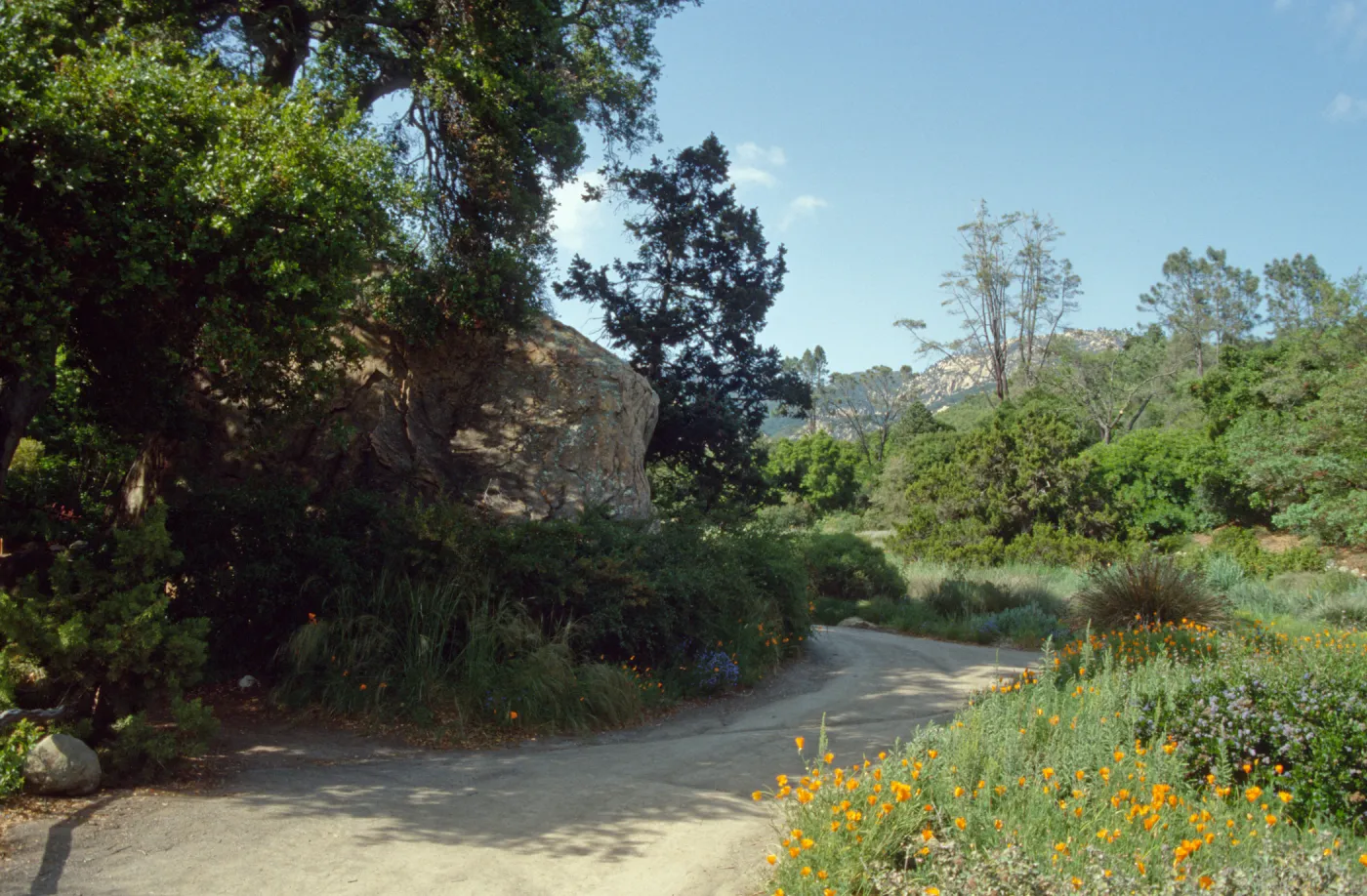 Blaksley Boulder, eastern edge of the Meadow