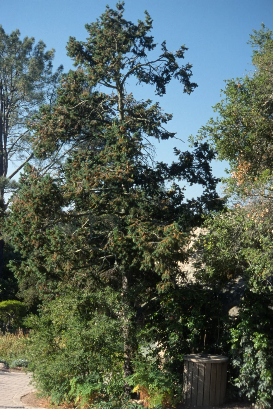 Douglas Fir in Meadow, backside of Blaksley Boulder