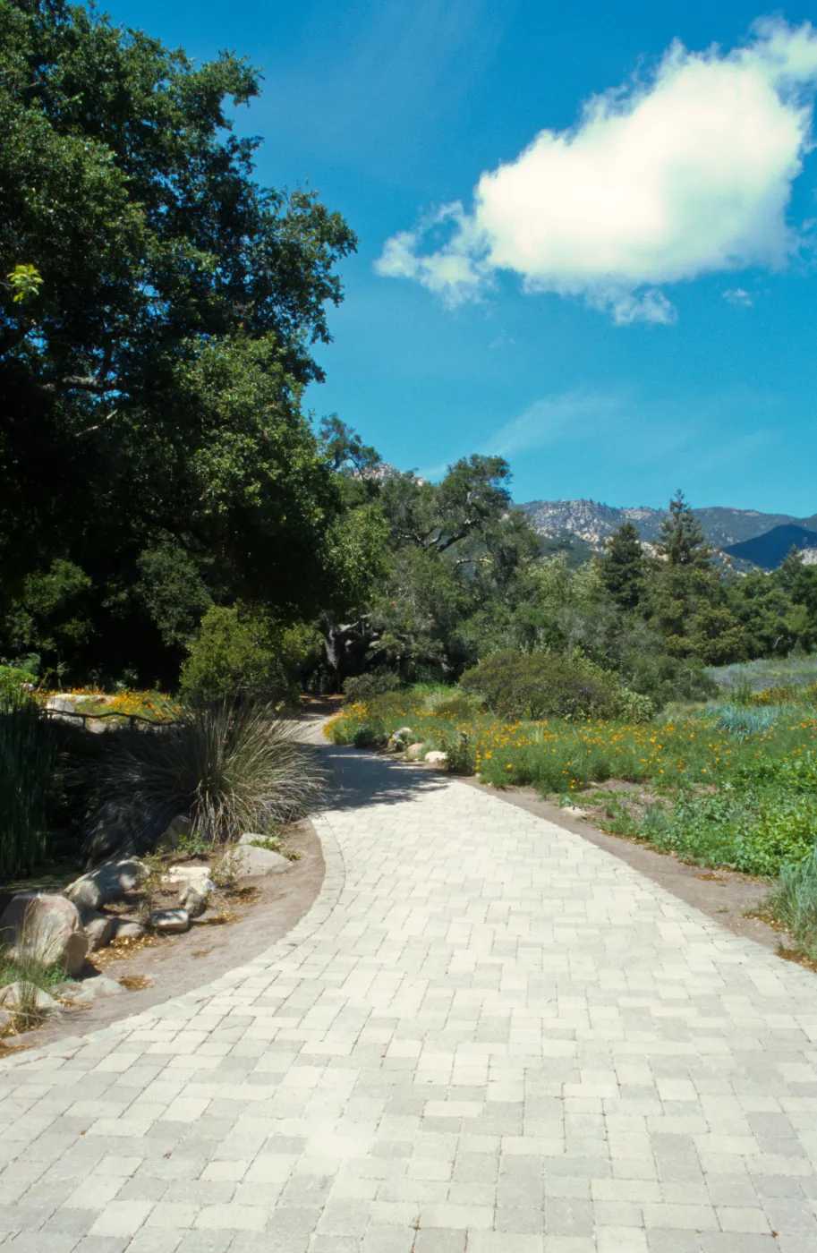 Pavered Path between Meadow & Pond, western edge of the Meadow