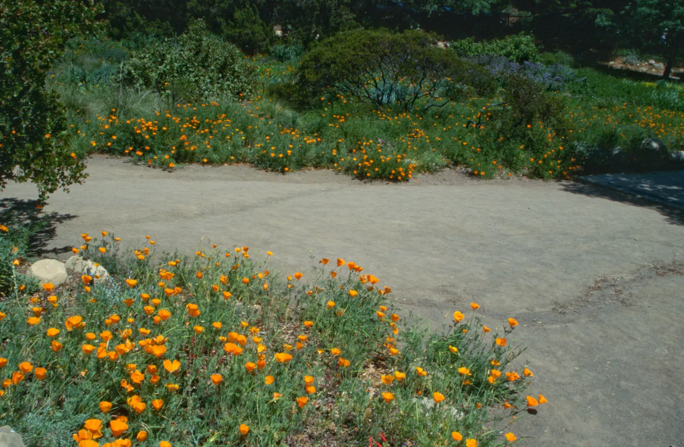 poppies in bloom, Lower Meadow