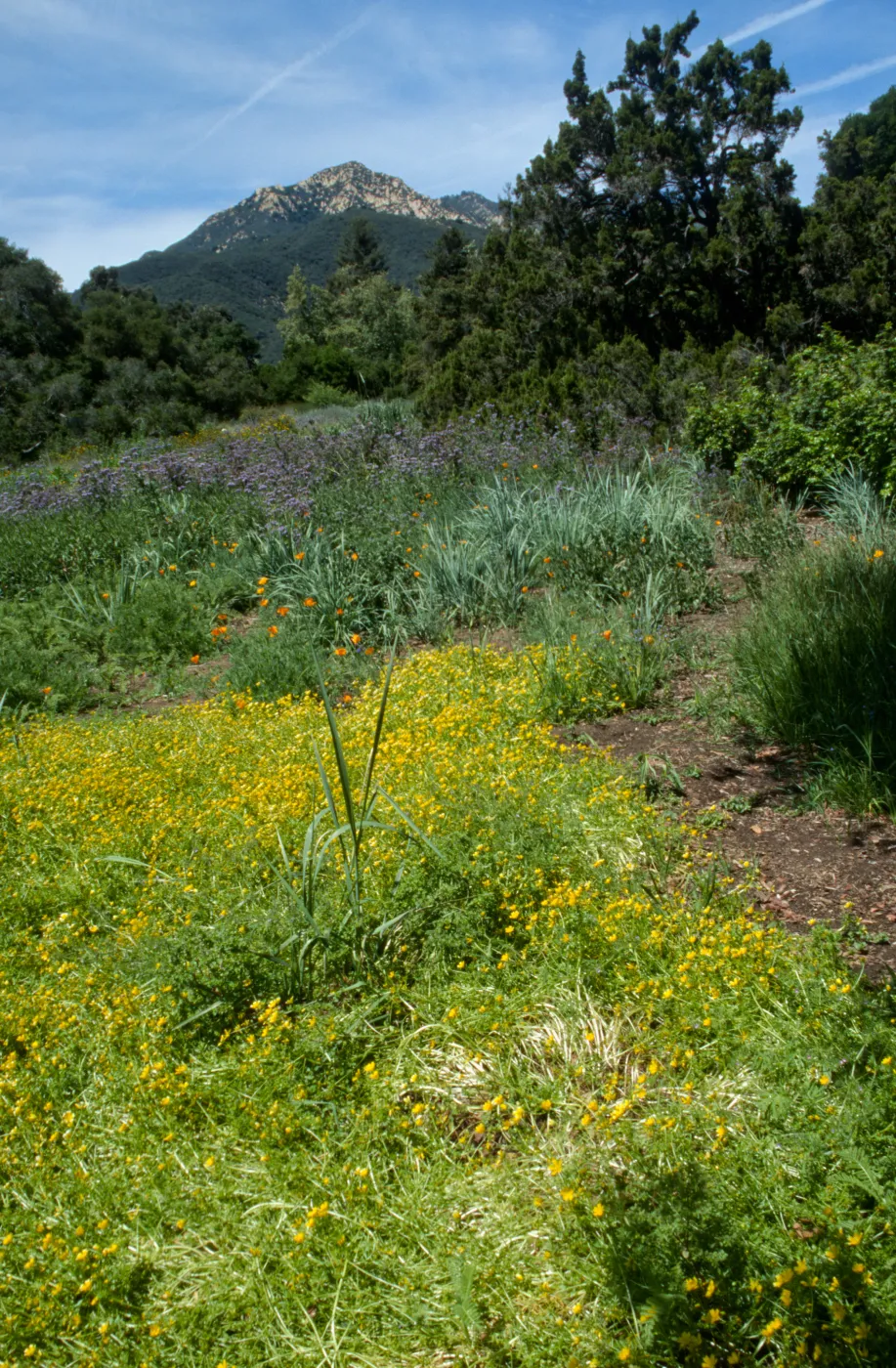 Eastern Edge of Meadow