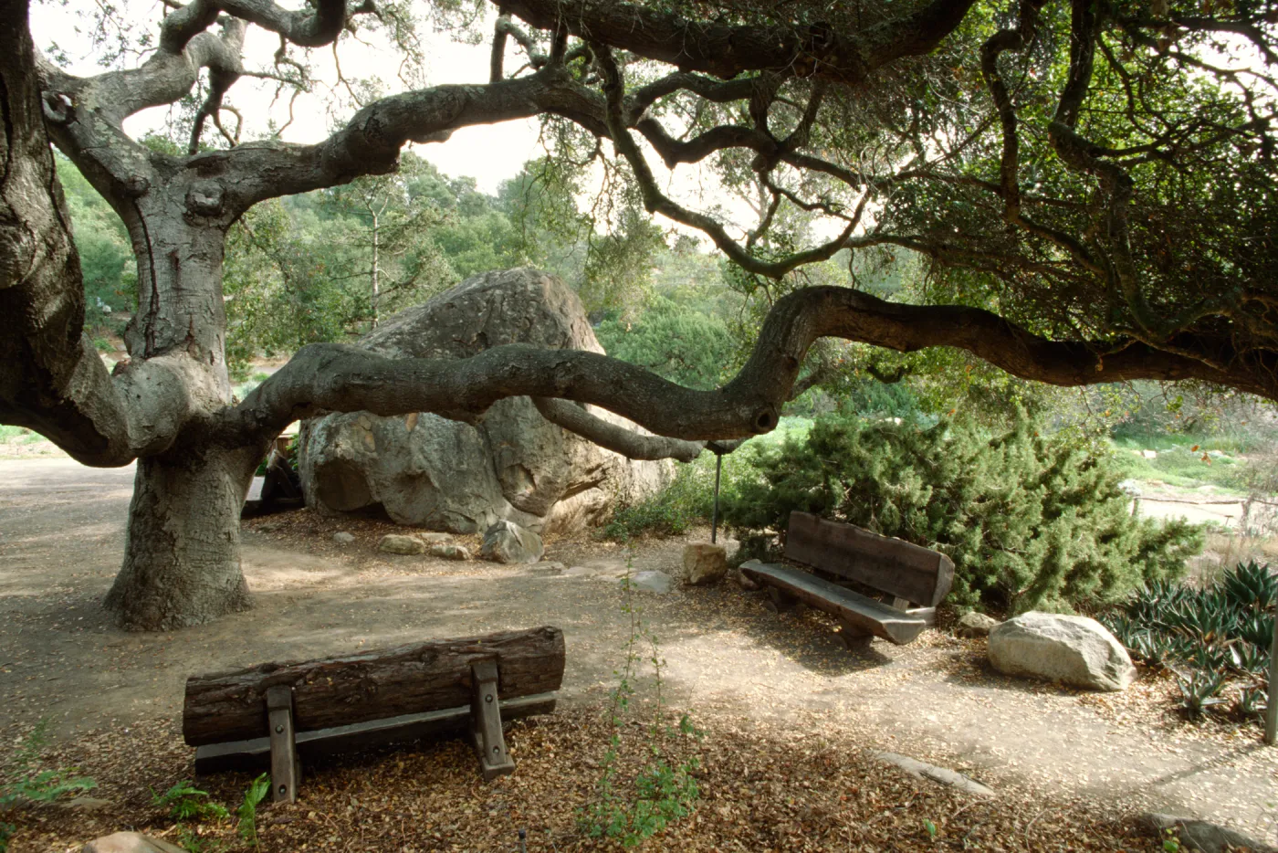 Wood benches under coast live oak behind Blaksley Boulder (Century Plant)