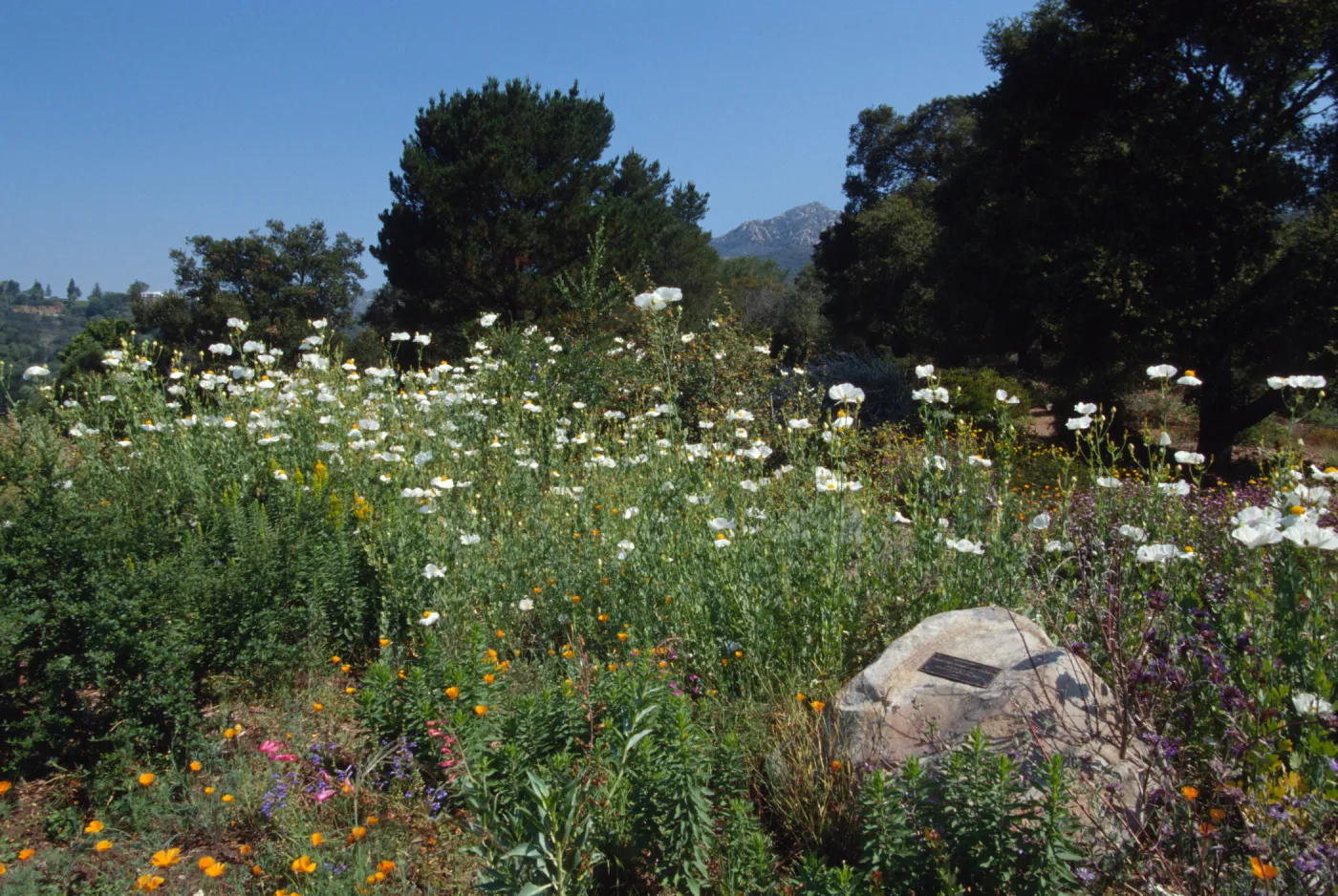 Romneya 'Butterfly' and dedication plaque, © Marie Gayeski