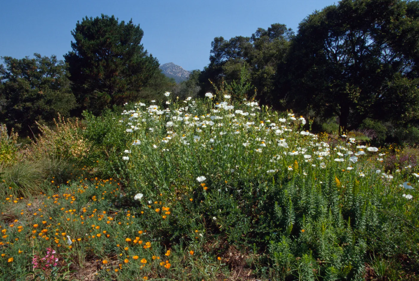 Romneya 'Butterfly' off Porter Trail, ©Marie Gayeski