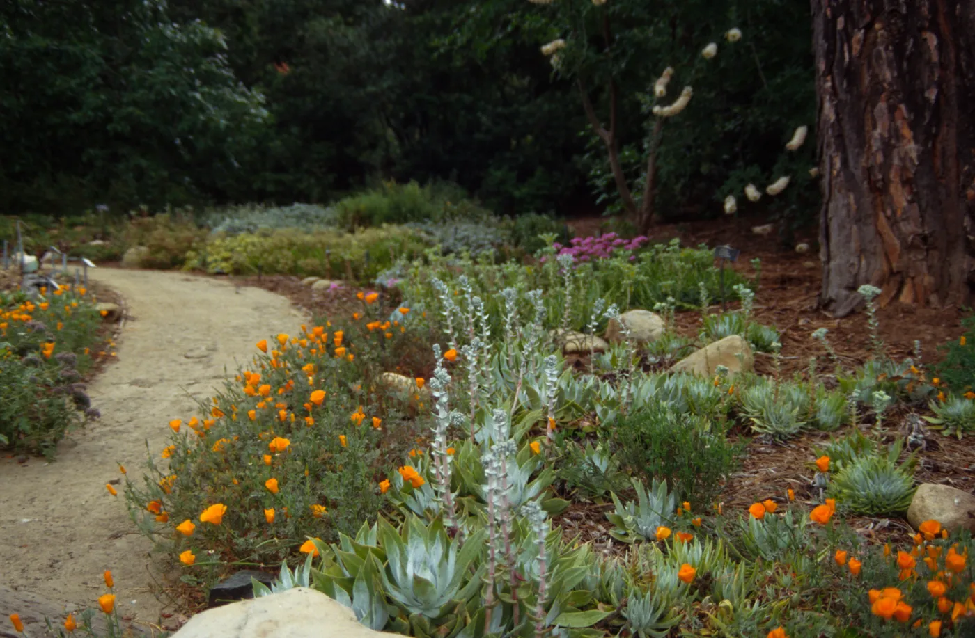 trail into Dudleya (liveforevers) Display garden