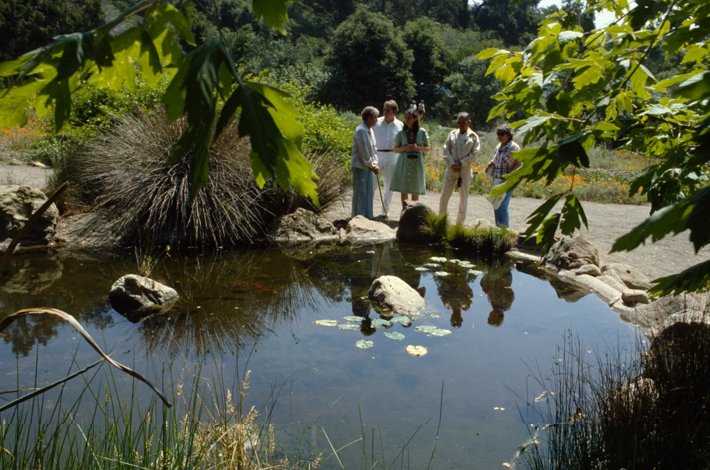 Garden pond near meadow, Docent Tour group