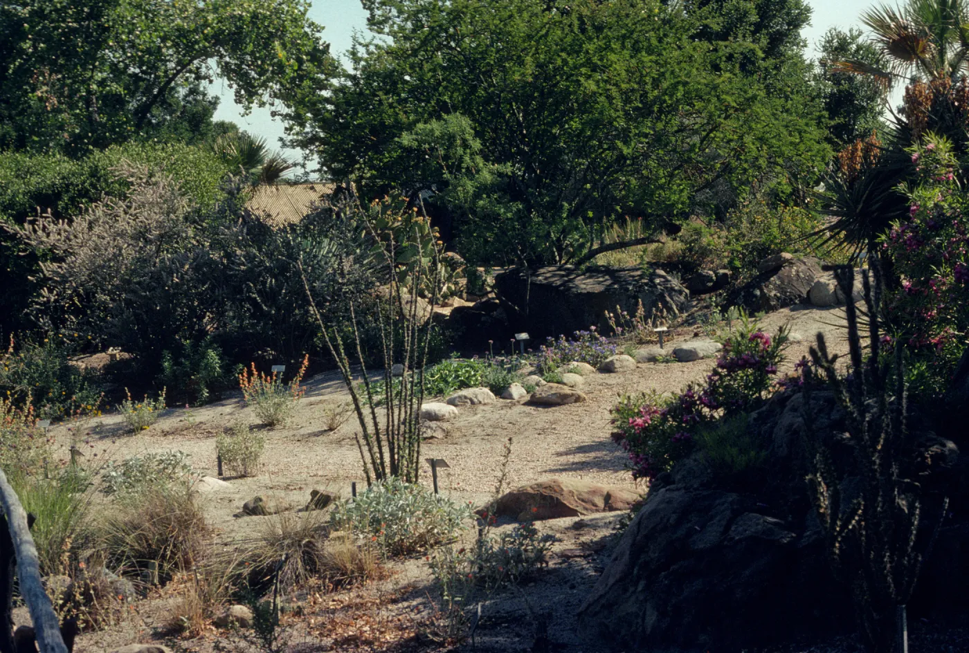 Desert wash section
