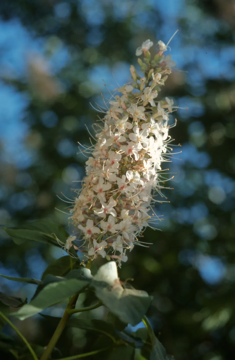 Aesculus californica inflorescence