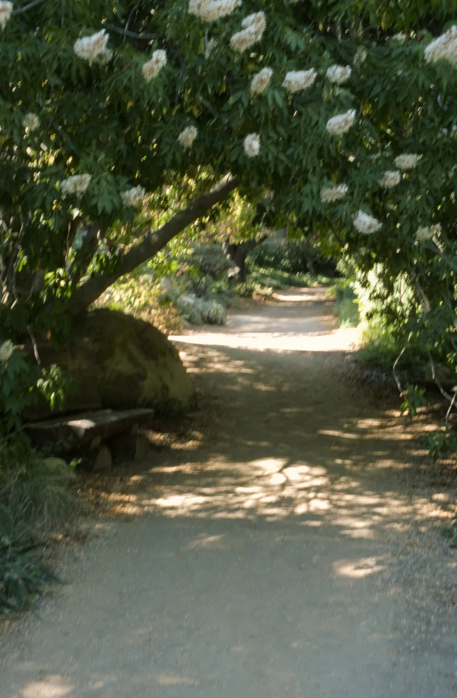Aesculus in bloom in the Arroyo