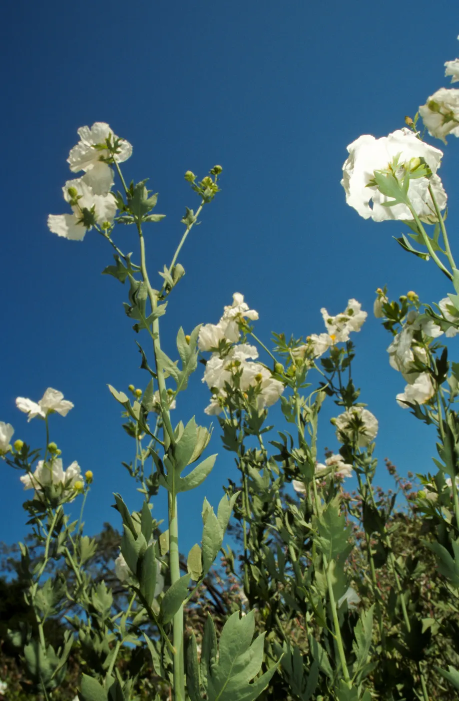 Matillija Poppies blooming in the Meadow