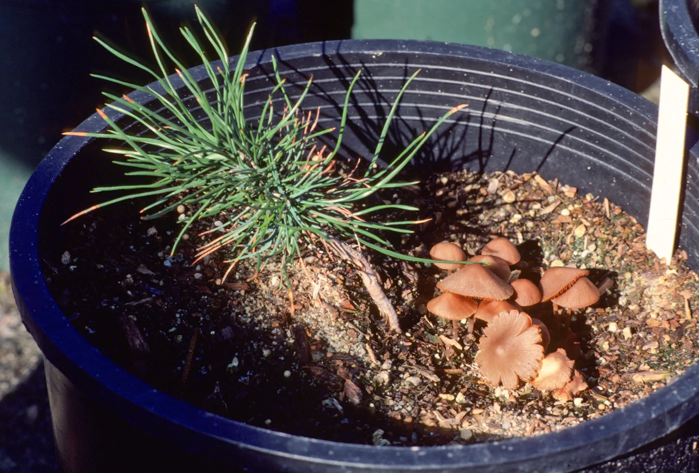 Horticulture Unit, pine seedling in pot