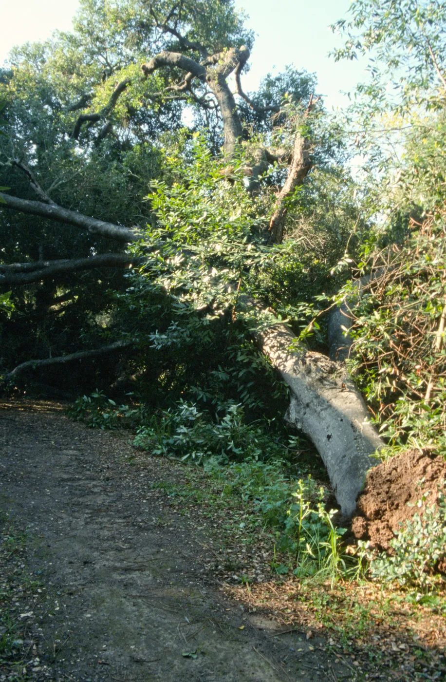 Uprooted tree location
