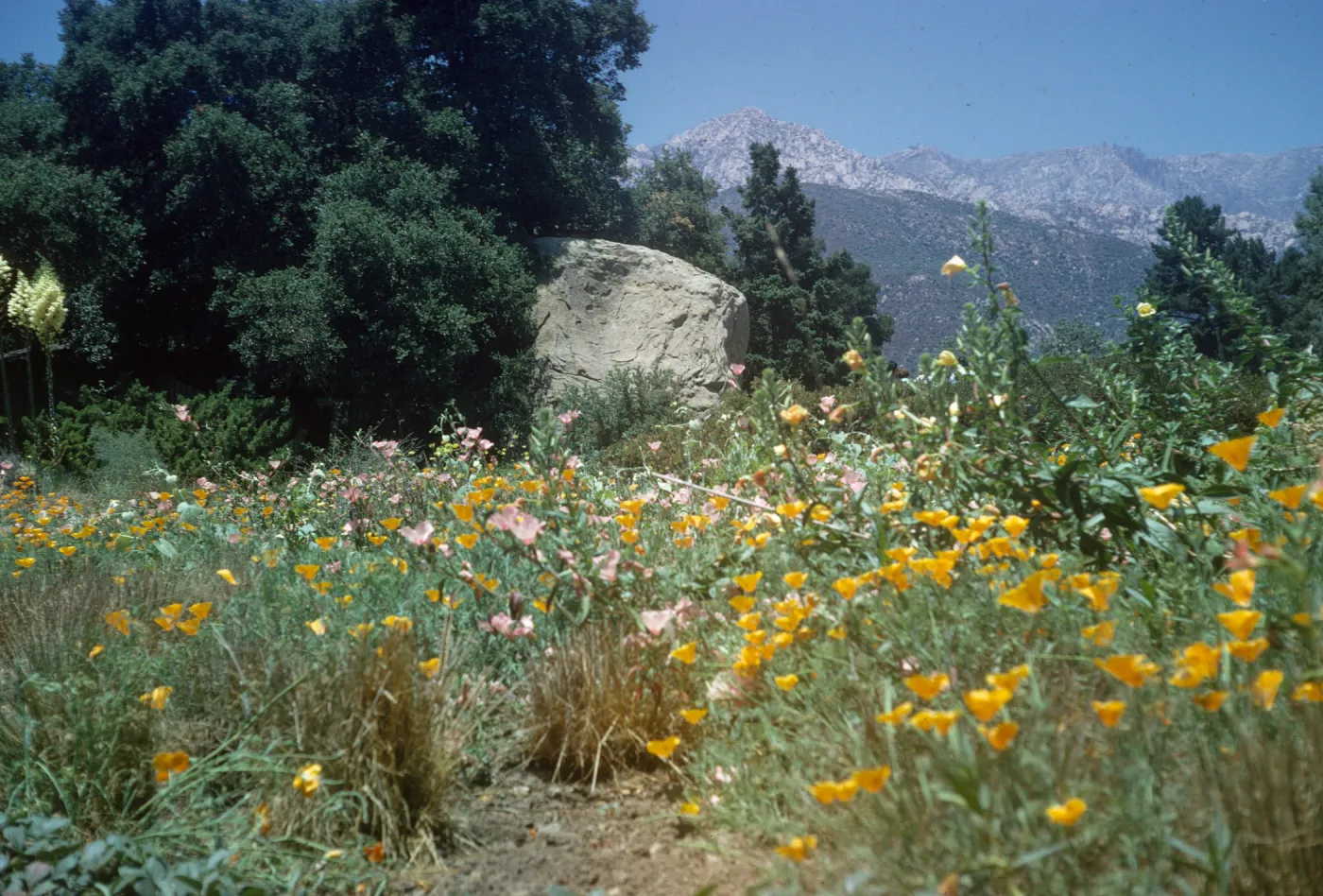 Blaksley Boulder, wildflowers, mountain view