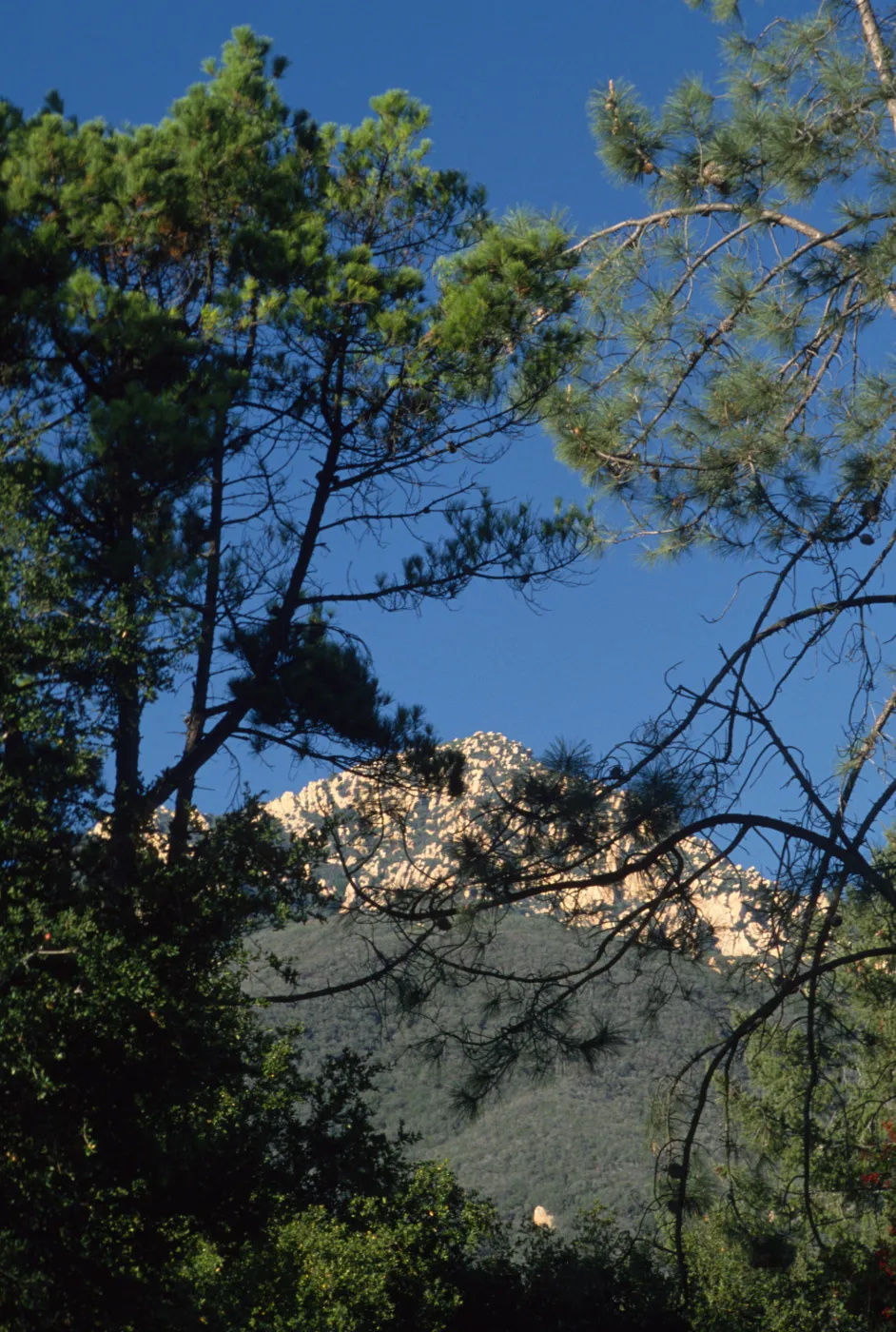 La Cumbre Peak, from Santa Barbara Botanic Garden
