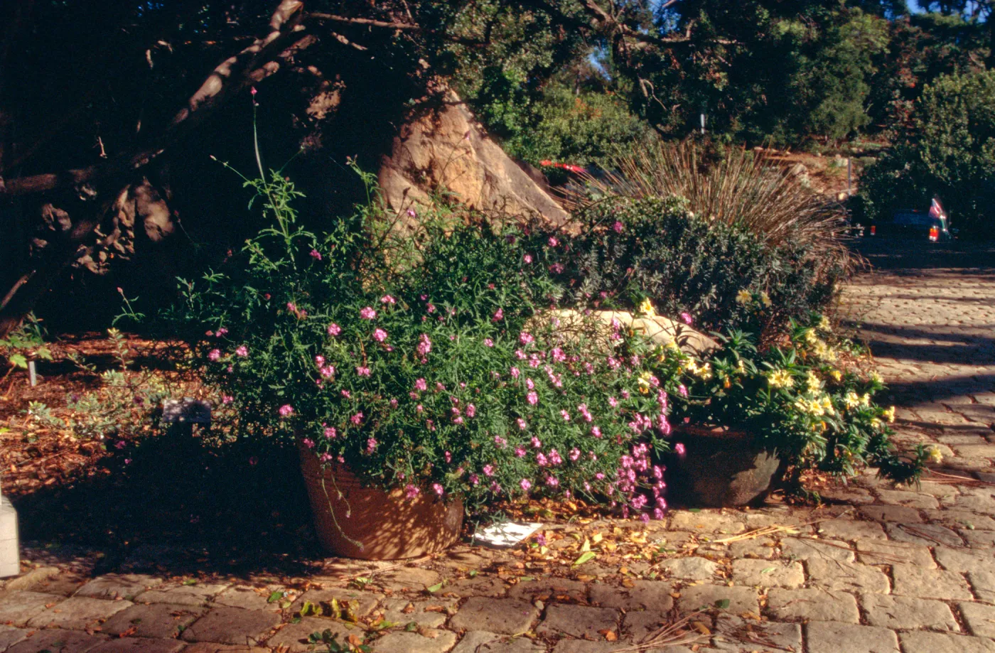 potted plants at Garden Entrance, pavered path