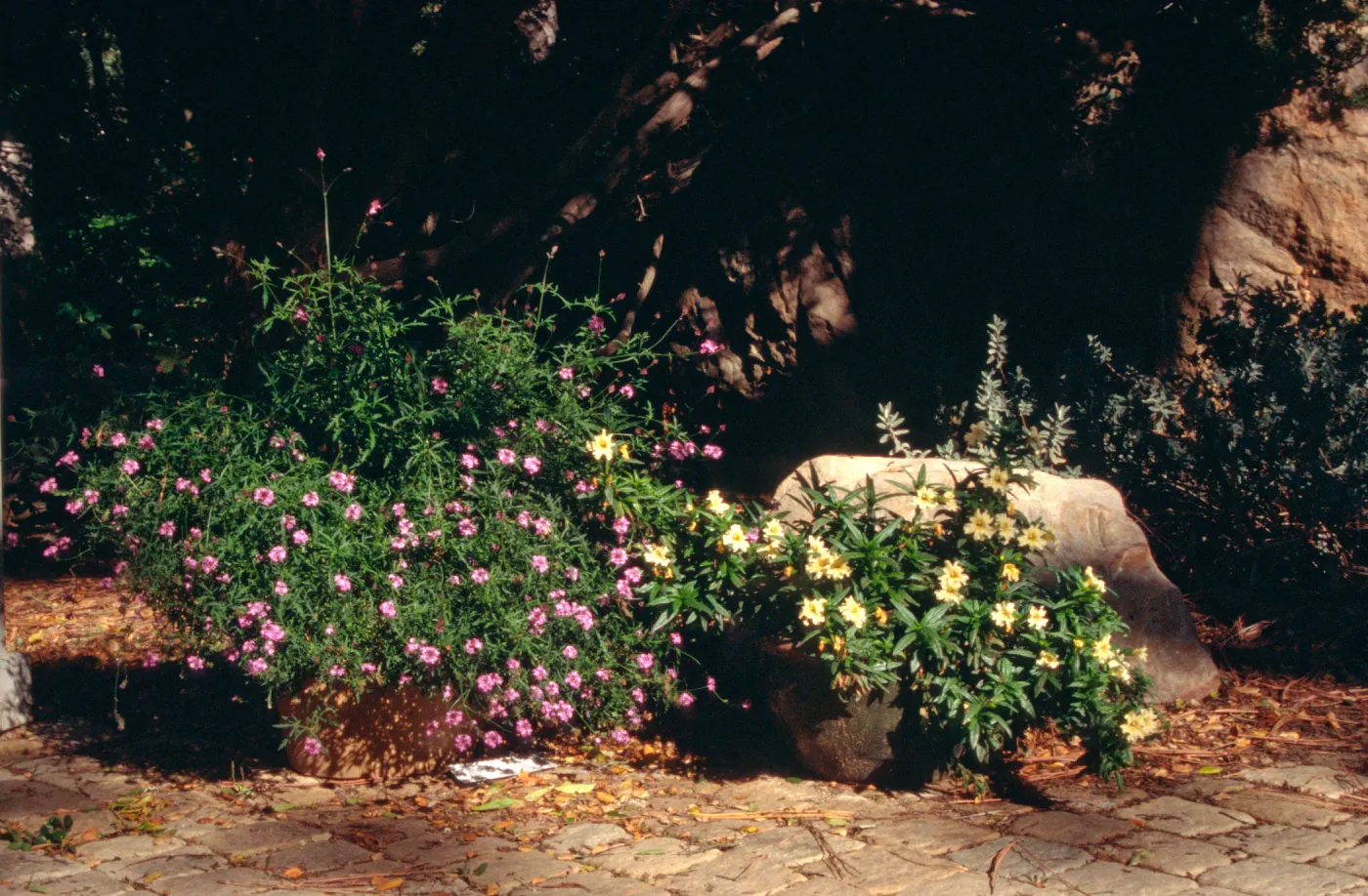 potted plants at Garden Entrance, pavered path and boulder