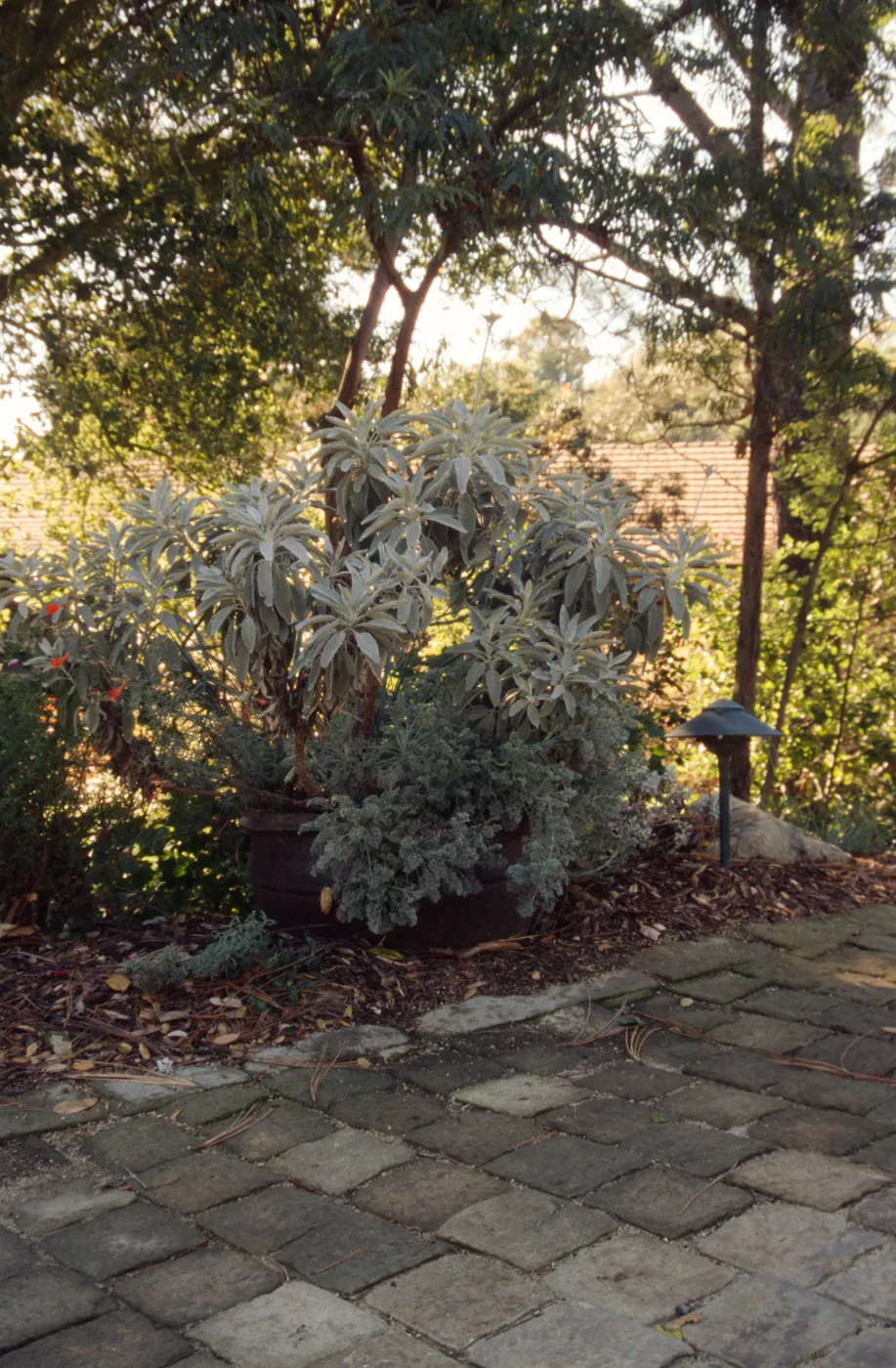 Entrance display, pavered path, potted plant
