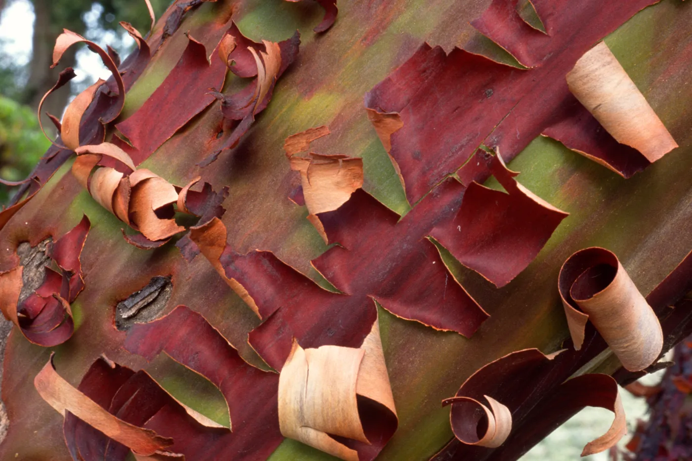 Cypress bark