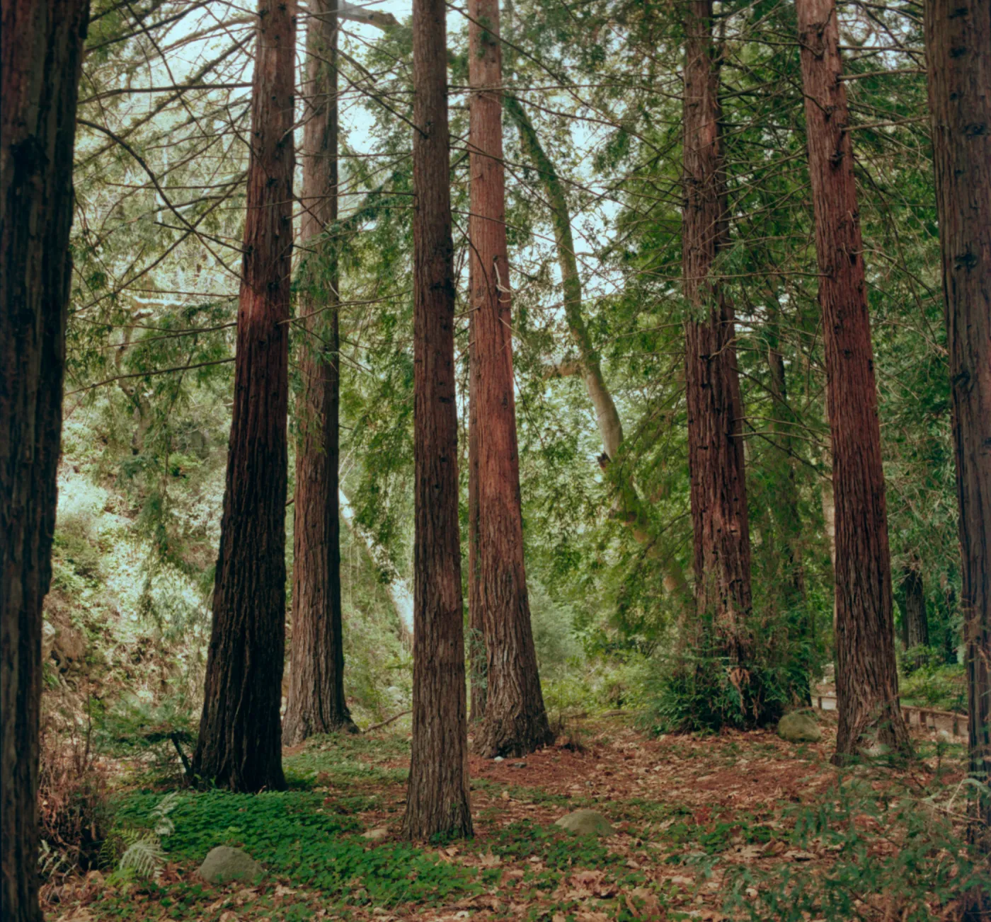 SBBG Redwood Section (Coast Redwood)