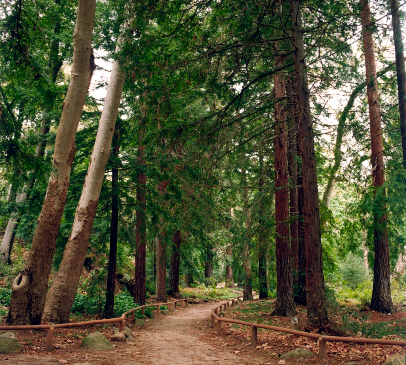 SBBG Redwood Section (Coast Redwood)
