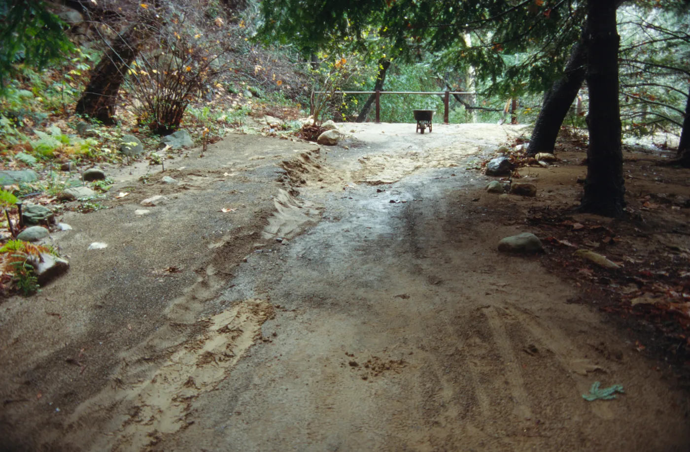 Trail erosion in the Redwood Section after heavy rains
