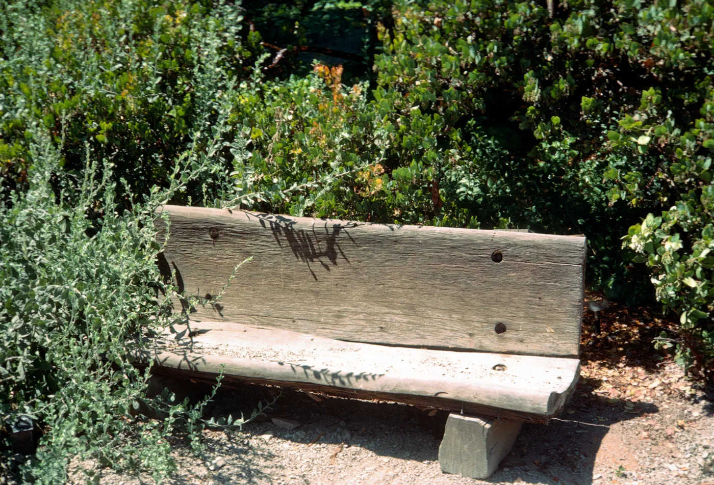 redwood bench on west side of Meadow, Meadow Oaks, Manzanita glauca
