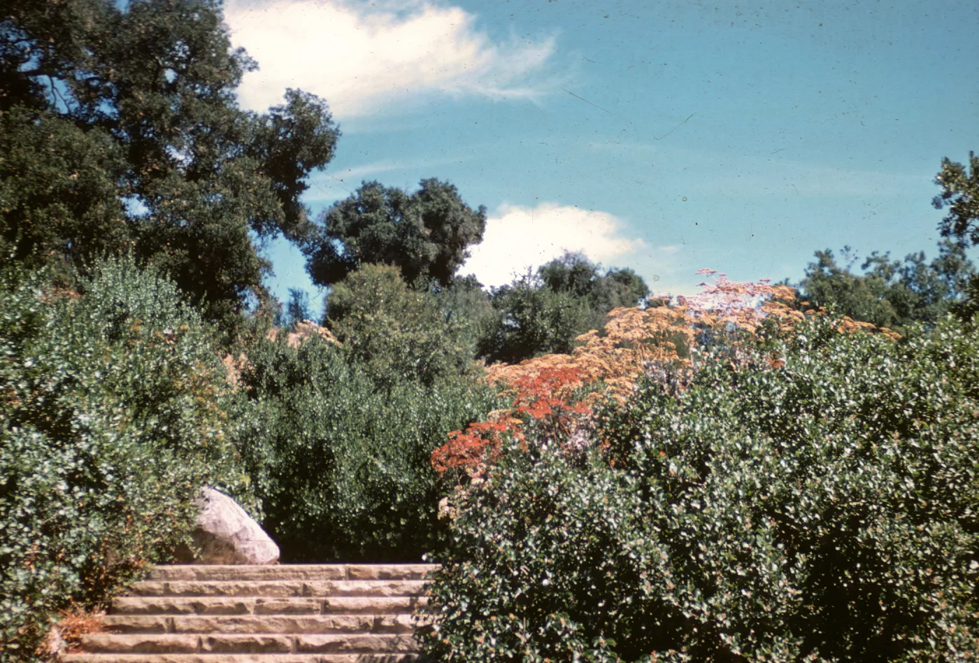 SBBG Entrance steps, staircase, 1970
