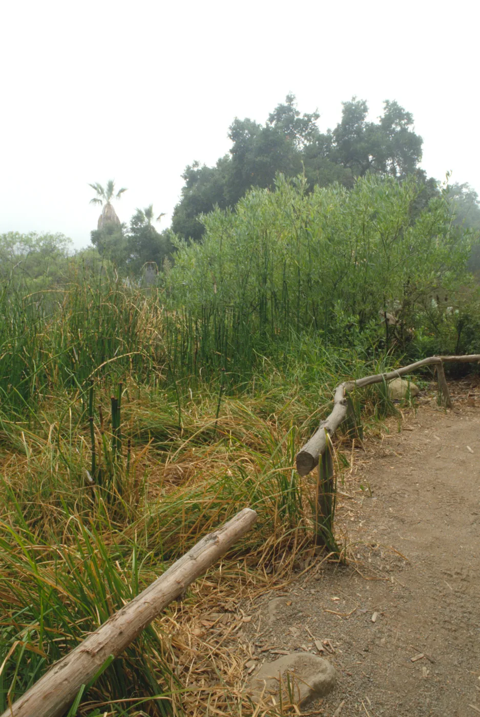 trail to restrooms at Garden Entrance, 1989, © Alan Weisskopf