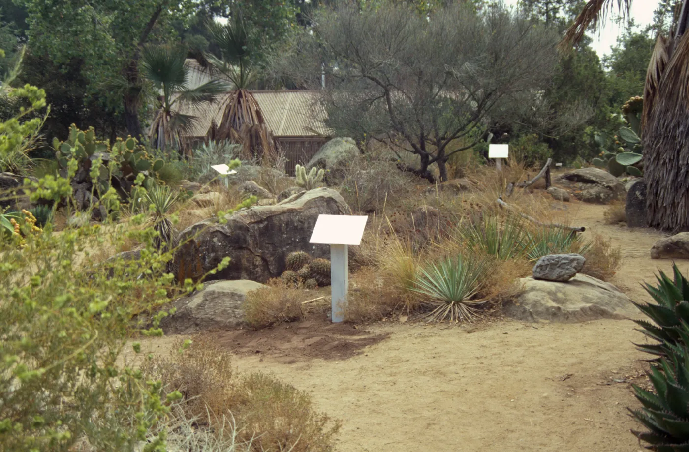 Path in the Desert