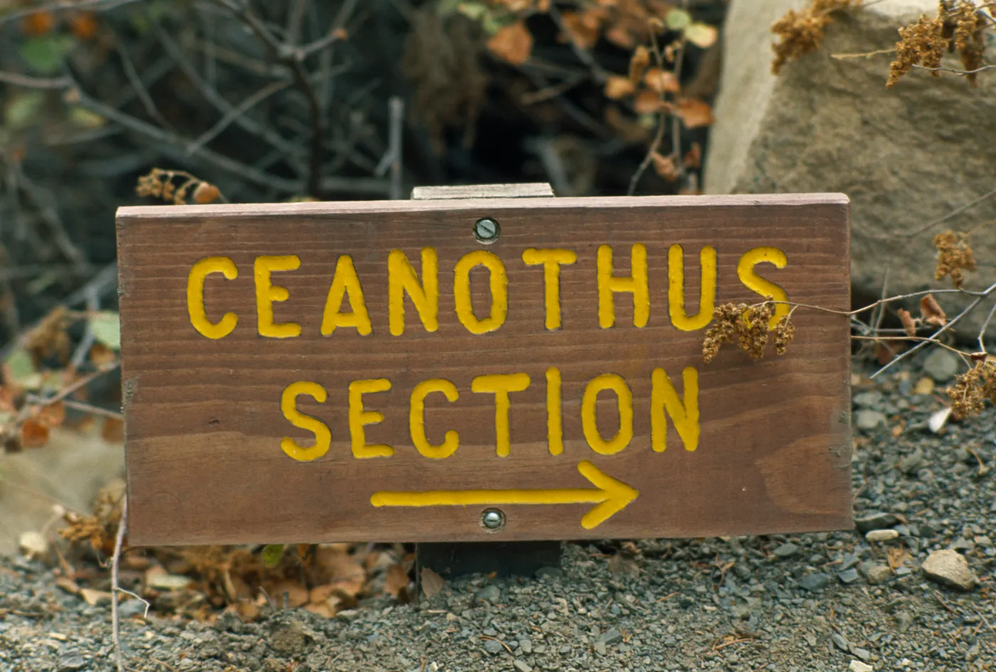 wood 'Ceanothus Section' Sign
