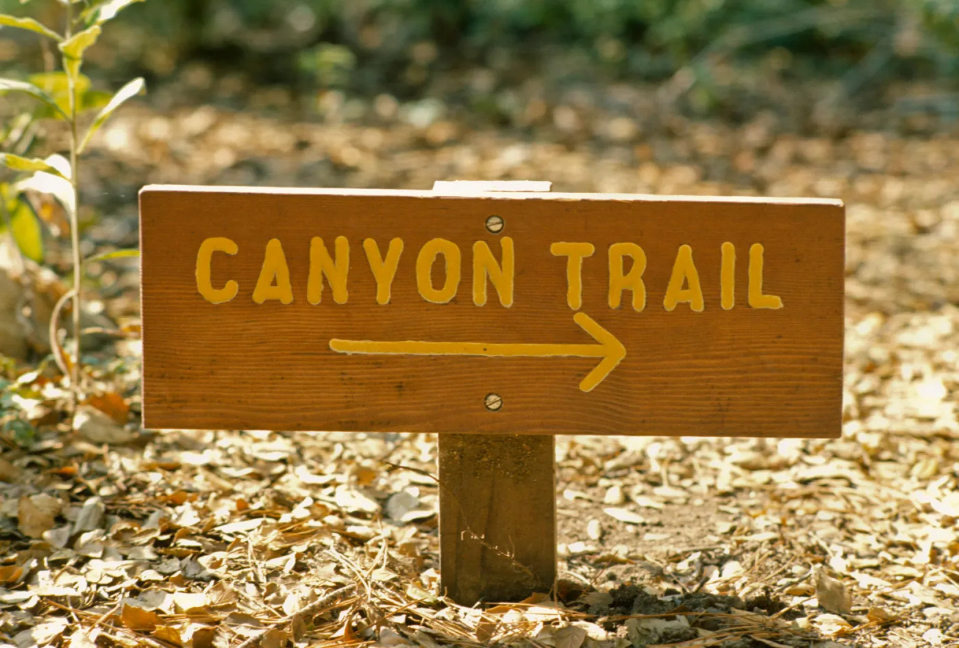 wood 'Canyon Trail' Sign