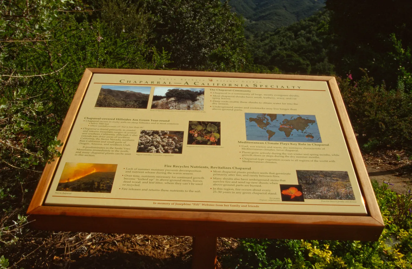 'Chaparral, A California Specialty' interpretive panel