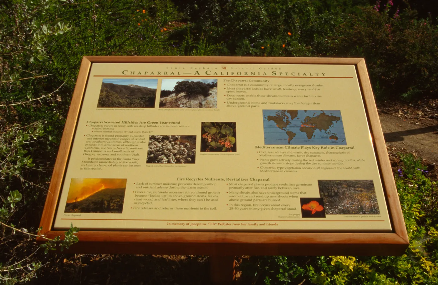 'Chaparral, A California Specialty' interpretive panel