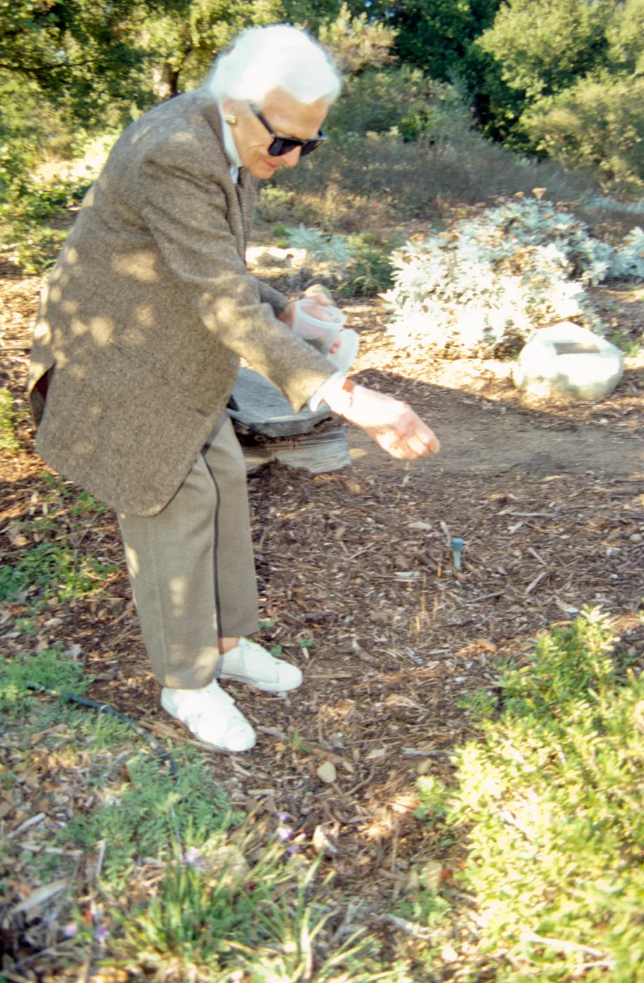 Ann Jones sowing wildflower seeds, Porter Trail, wood bench