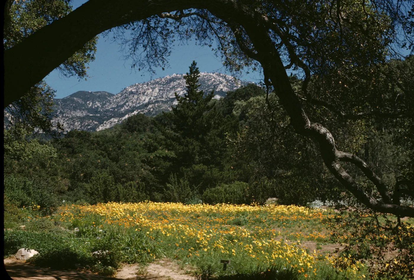 SBBG Meadow, framed by coast live oak, mountain view