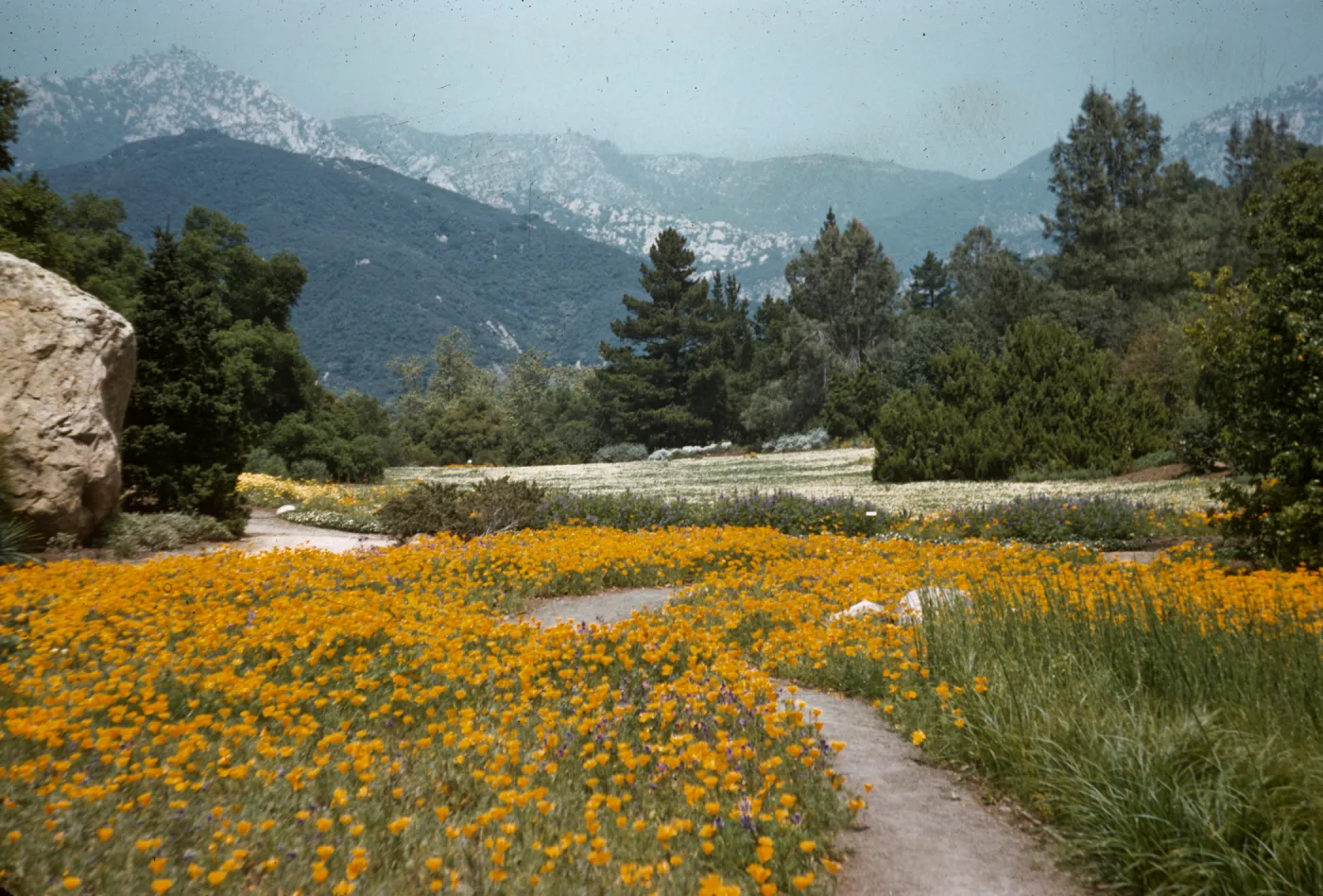 SBBG Meadow, view to mountains