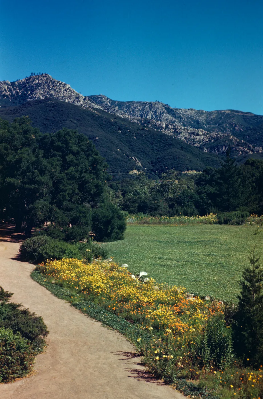 SBBG Strawberry Meadow, and path along the Meadow to the Meadow Oaks, La Cumbre Peak
