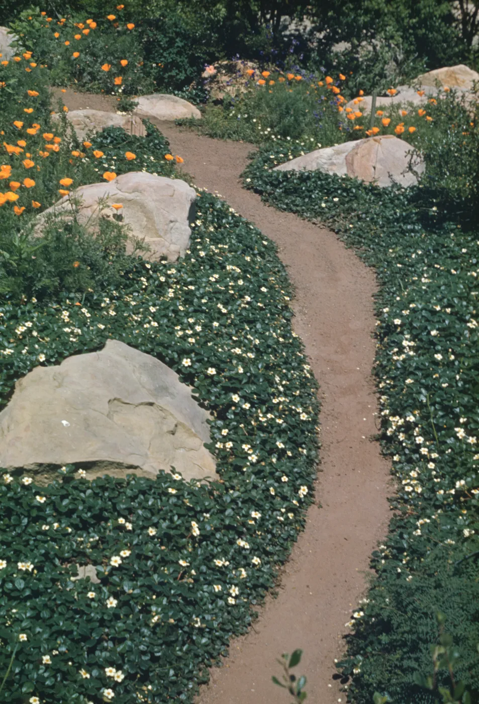 Trail, path through Fragaria (strawberry) border, SBBG Meadow