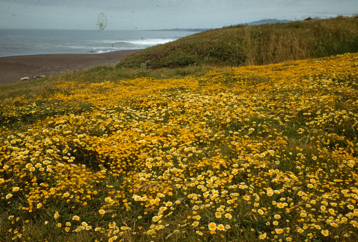 Cambria coastline, Lasthenia and Layia platyglossa (tidytips and goldfields)