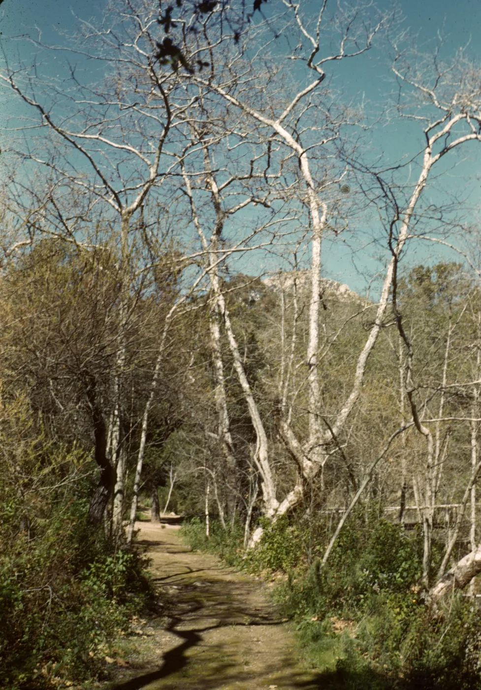 SBBG, Mission Canyon trail in winter, La Cumbre Peak